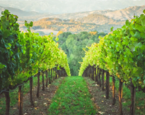 vineyard