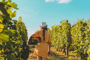 Vineyard