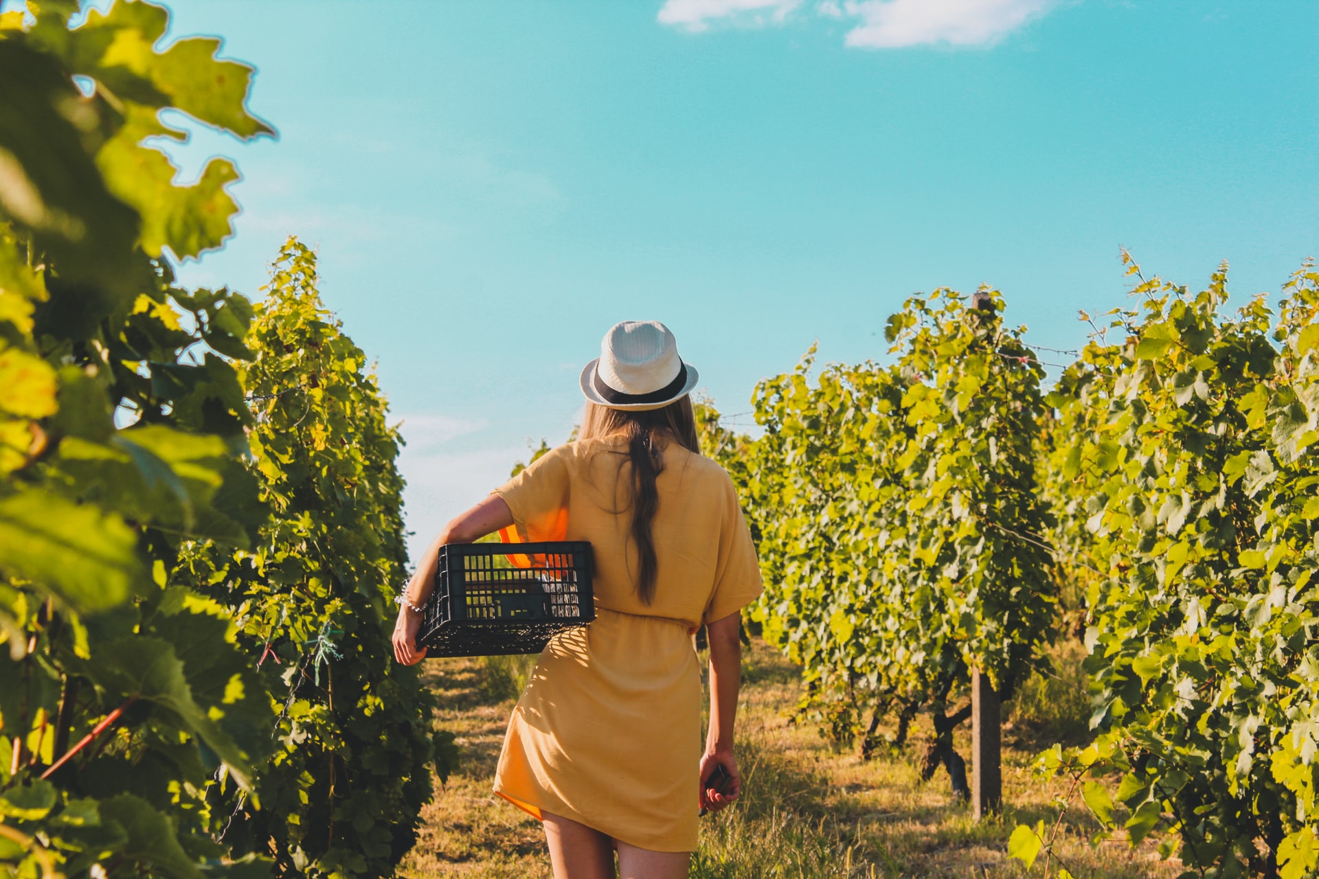 Vineyard